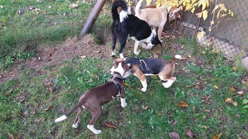 PUPPY CLASS servizio 1