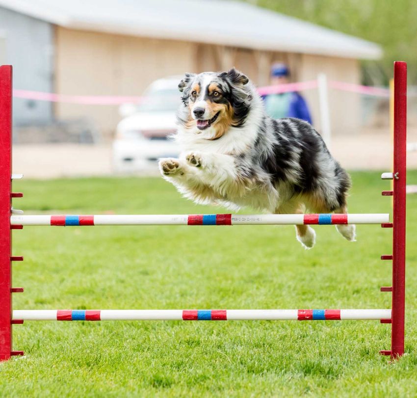 Attività sportive per cani